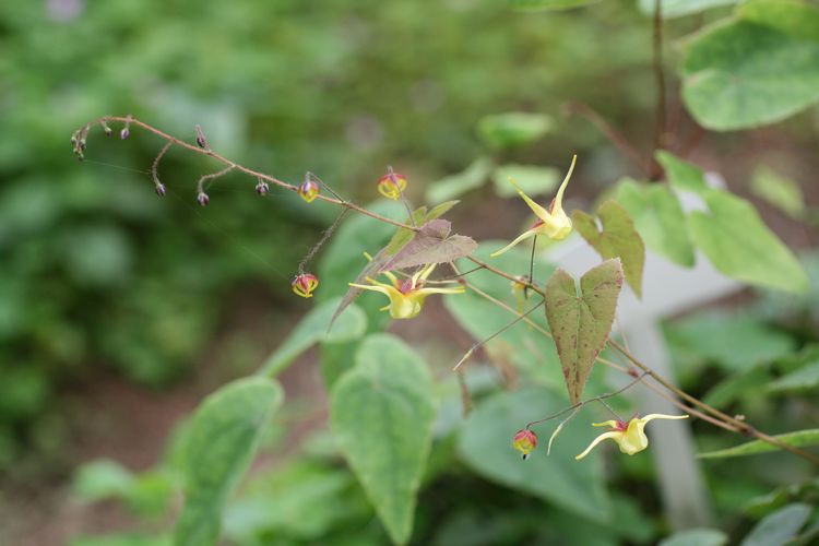 A New Species of <EM>Epimedium</EM> (Berberidaceae) Discovered in Sichuan, China