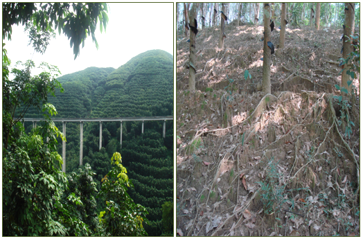Rubber forest (L) and soil surface under the rubber monoculture (R).png