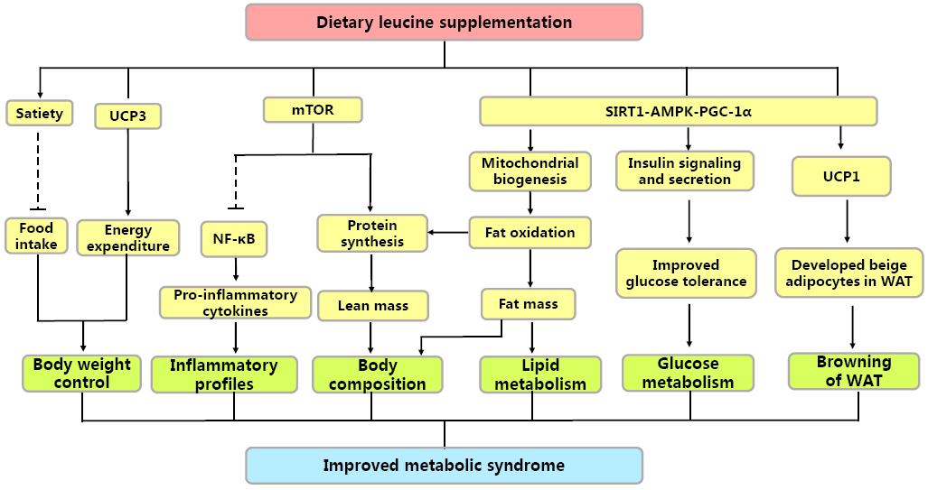 Simplified scheme of possible mechanisms of the beneficial effects of dietary leucine supplementation on the metabolic syndrome.jpg