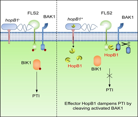 The Arabidopsis BAK1 protein is a co-receptor required for the detection of pathogen molecules and subsequent immune activation, leading to increased disease resistance