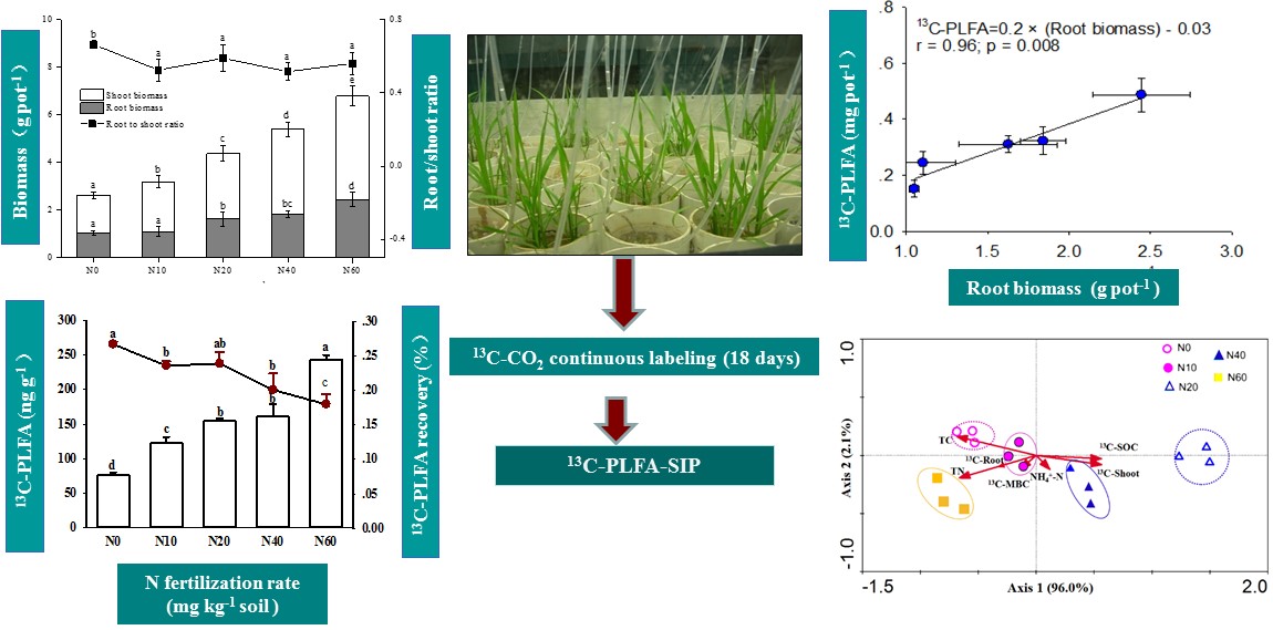 Rice rhizodeposition and its utilization by microbial groups depends on N fertilization.jpg