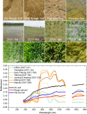 Water Background Impacts on Canopy Reflectance Anisotropy from Multi-angle Measurements of a Paddy Rice Field