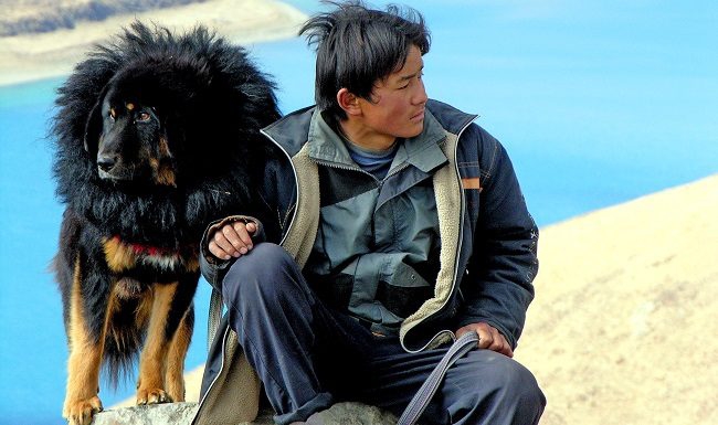 Dogs & Humans Both Interbred to Adapt