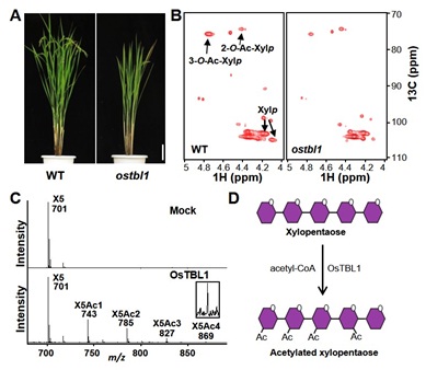 OsTBL1 is involved in xylan acetylation in rice