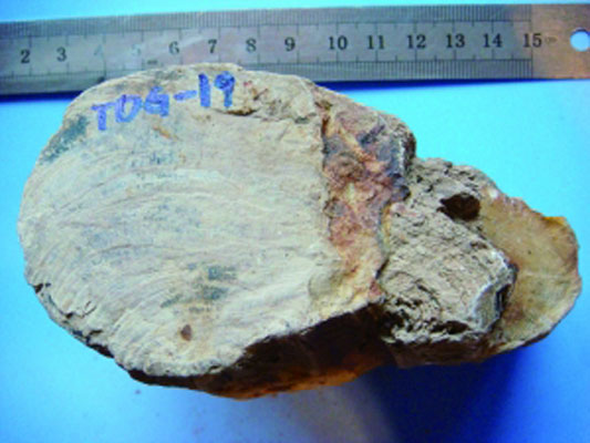 160 mln-year-old Petrified Ginkgo Wood Discovered