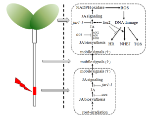 Researchers Reveal the Role of Plant Hormone Jasmonic Acid in Mediating Radiation Induced Bystander Effect in <em>Arabidopsis Thaliana</em>