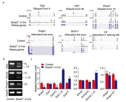 Bcas2 is involved in pre-mRNA splicing in mouse spermatogenesis.