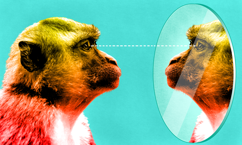 Monkeys Learn to Pass a Classic Test For Self-Awareness