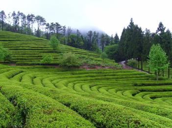 tea plantation.jpg