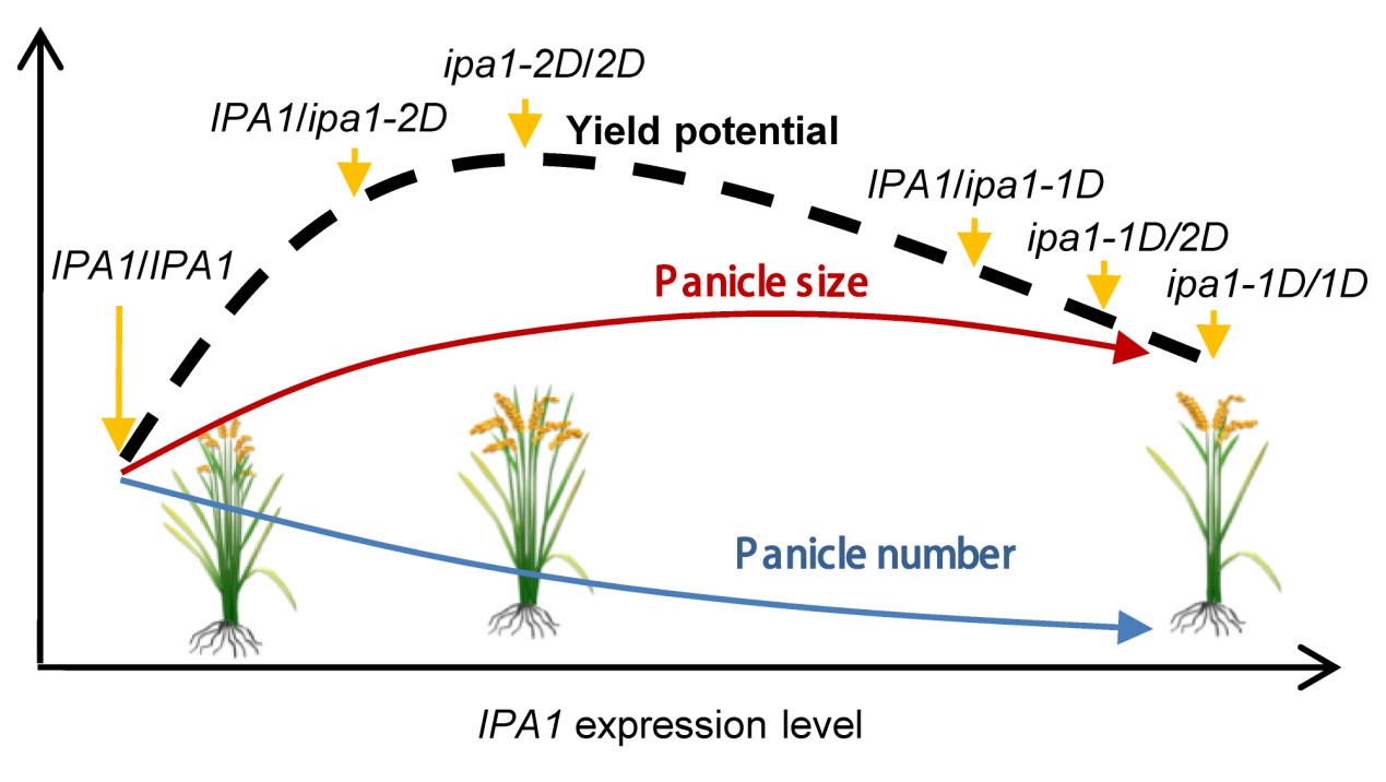 A Natural Tandem Array Alleviates Epigenetic Repression of IPA1 and Leads to Superior Yielding Rice