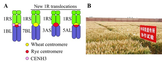 Figure 1. Centromere structure and function analysis and backcrossing in the 1RS.1BL translocations