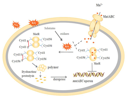 Oxidative Stress Regulatory Mechanism in Streptococci: Metalloregulator MntR Functions as Hydrogen Peroxide Sensor