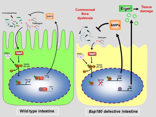 Scientists Reveal A Conserved Mechanism of Intestinal Innate Immune ...