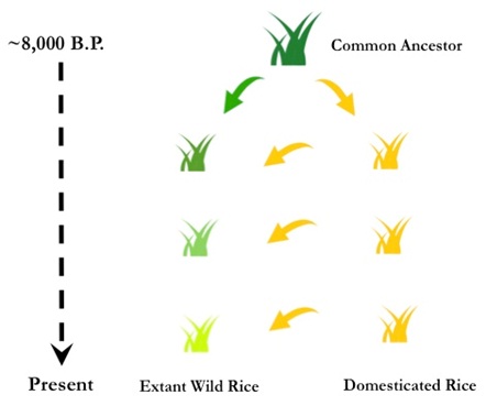 Asian Wild Rice Is Not So Wild----Chinese Academy Of Sciences