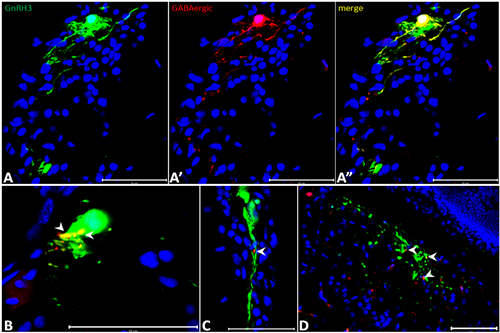 GABAergic Neurons Modulate GnRH3 Neurons in Zebrafish