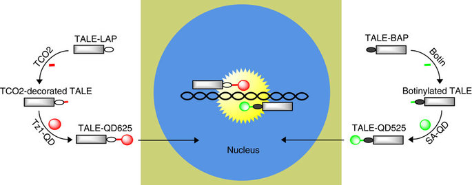 Schematic of imaging genomic loci with quantum dot-labelled TALEs