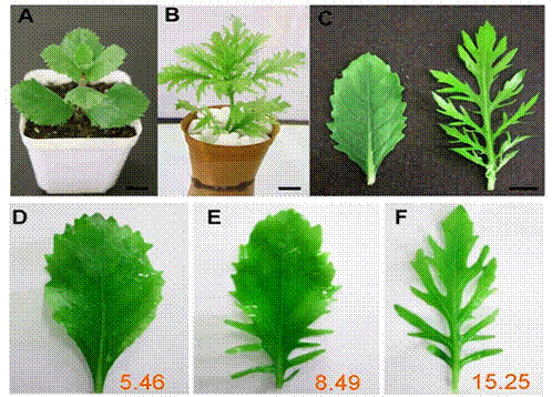 Scientists Find Ideal Plant for Study of Heterophylly