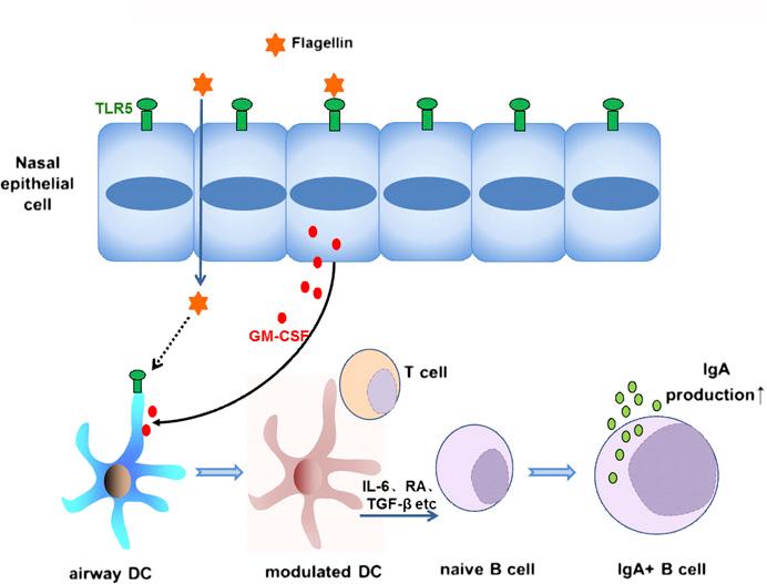 GM-CSF Matters in TLR5-mediated DC Activation and Subsequent IgA Enhancement