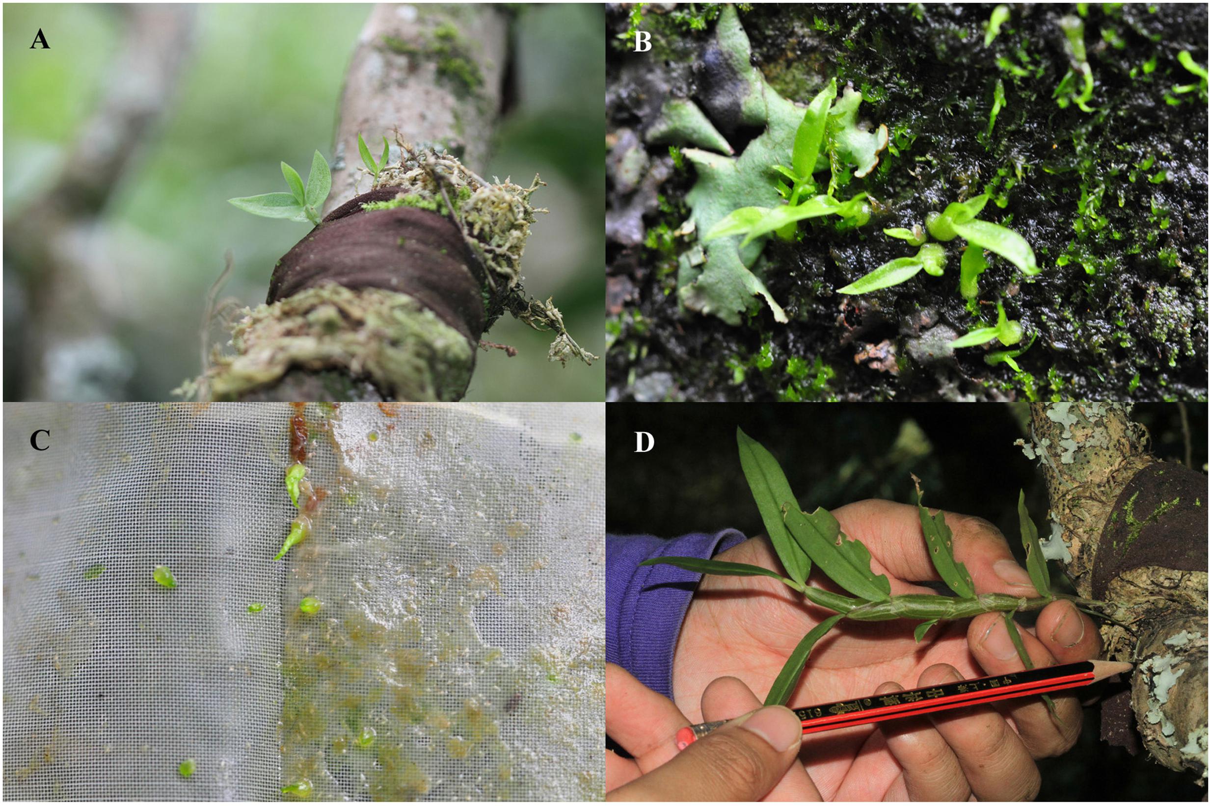 <i>In Situ</i> Symbiotic Seed Germination to Conserve Endangered Orchid Species