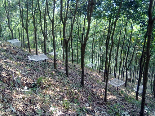 Rubber plantation in Xishuangbanna .jpg