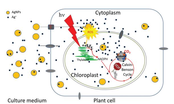 Schematic diagram depicting ROS induced by AgNPs in the process of photosynthesis (Image by JIANG).jpg