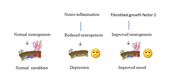 Neuro-inflammation induced impairment of neurogenesis and depression