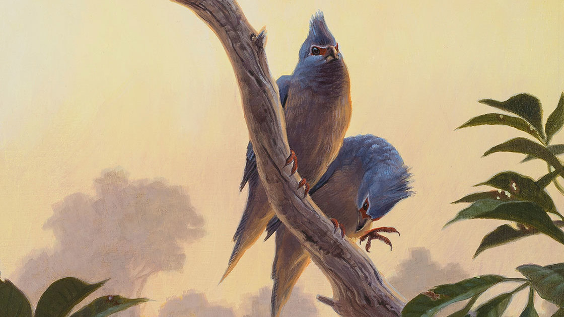 Birds Wasted No Time Taking Over The World Once The Dinosaurs Croaked