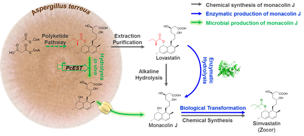 Genetic Engineering Makes Cholesterol-Lowering Drugs Greener