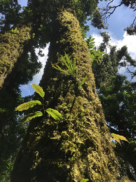 Epiphytic bryophytes on tree trunks in Ailaoshan Ailaoshan subtropical montane cloud forest..jpg