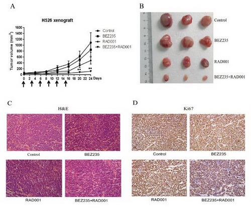BEZ235/RAD001 combination remarkablely inhibits SCLC tumor growth in vivo