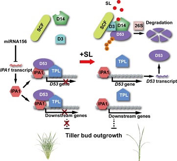 The role of IPA1 in SL signaling in rice