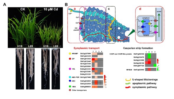 Key factors for cadmium accumulation in sweet sorghum