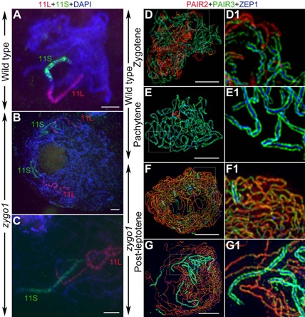 ZYGO1 is necessary for full-length homologous pairing and synapsis