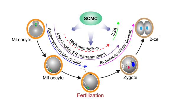 The functions of SCMC in the oocyte-to-embryo transition in mammals