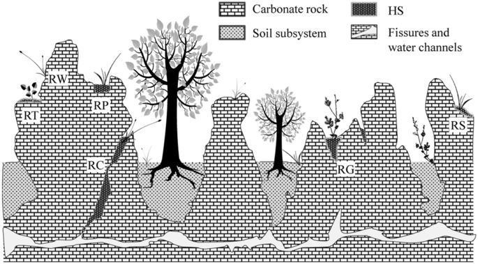 Illustration of the distribution of vascular plants and humus soil on rock outcrops in karst landscapes.png