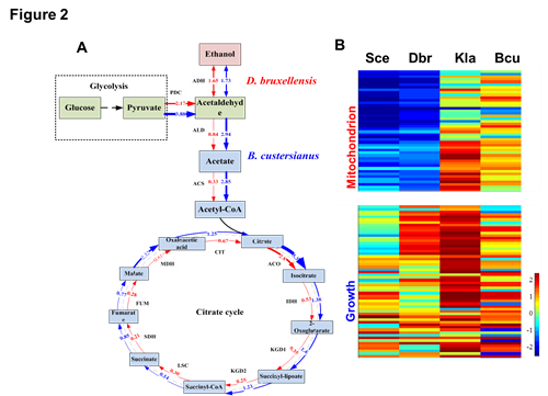 Parallel evolution of gene expression between D. bruxellensis and S. cerevisiae
