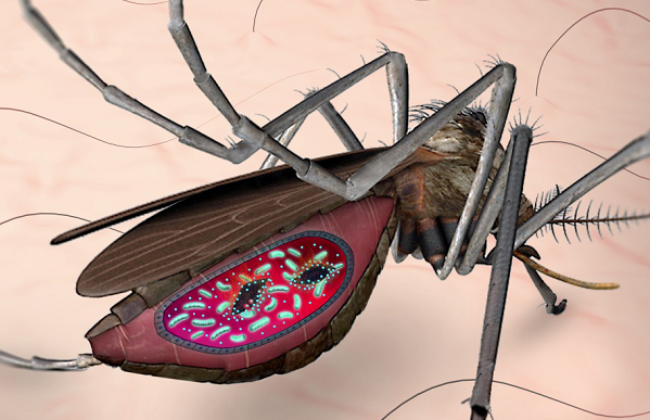 Armed Gut Bacteria in Mosquitoes: a New Weapon of Fighting Malaria