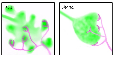 Schematic depiction of synaptic boutons in the calyx of mushroom body at the projection neuron (green)-Kenyon cell (magenta) contact sites in wild type control (left) and Shank mutants (right)