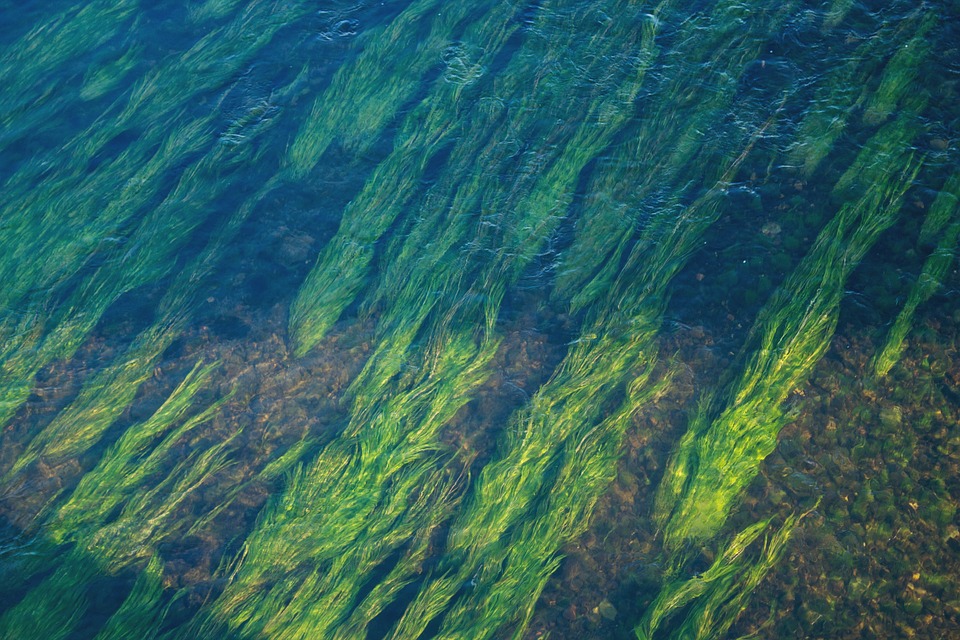 Submerged Vegetation.jpg