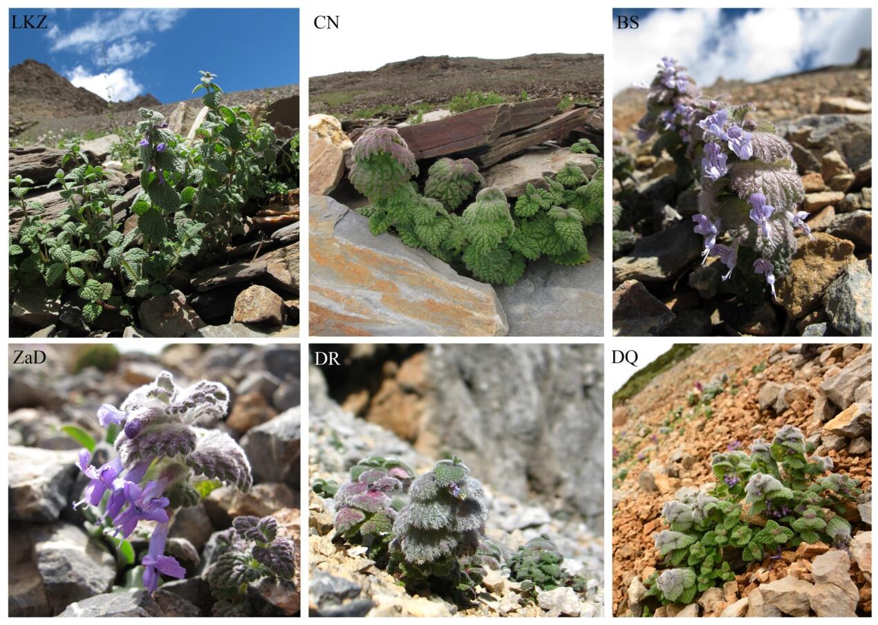 The Mekong–Salween Divide is an Important Floristic Boundary in Sino-Himalaya: Evidence from the Phylogeography of <EM>Marmoritis Complanatum</EM>