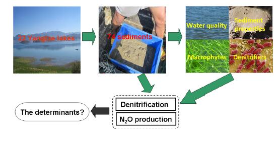 Which determines the sediment denitrification (Image by LIU Wenzhi).jpg