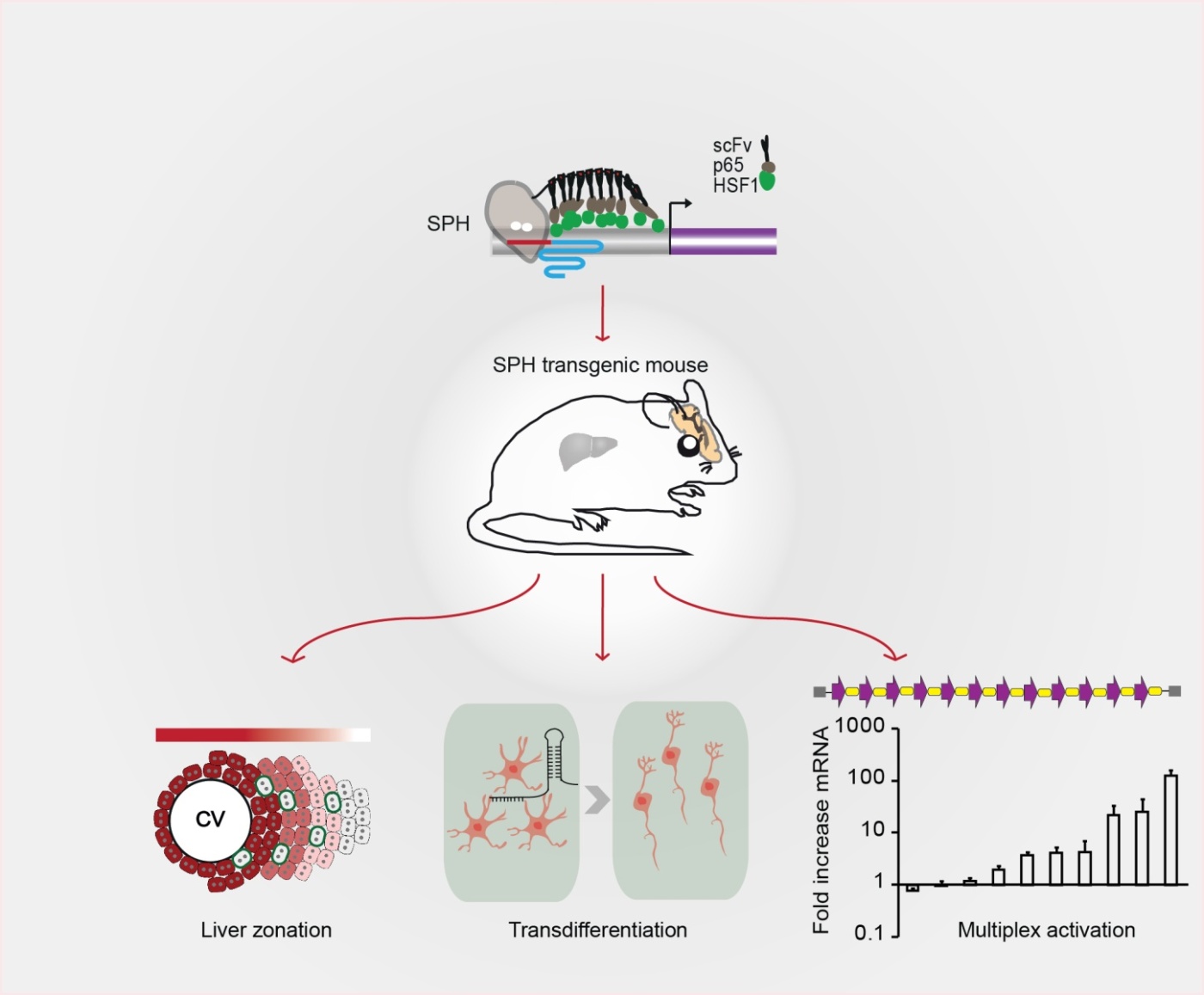An Improved CRISPR/dCas9 Activator to Simultaneously Activate Multiple Genetic Elements in Brain
