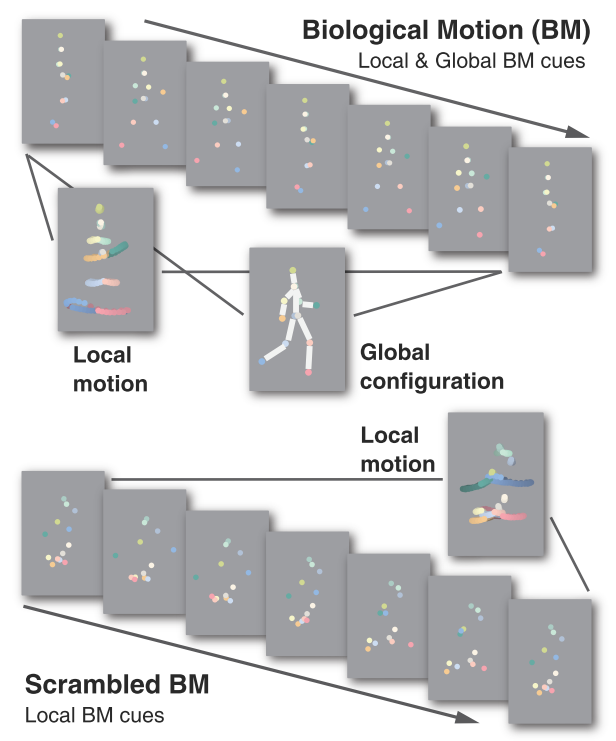 Illustrations of intact and spatially scrambled BM sequences