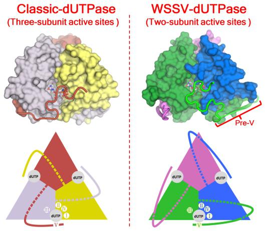 Comparison of active site assembly between classic dUTPase and WSSV dUTPase.jpg