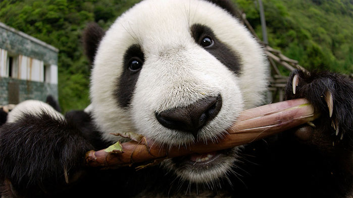Panda Tongues Evolved to Protect Them from Toxins, Study Suggests