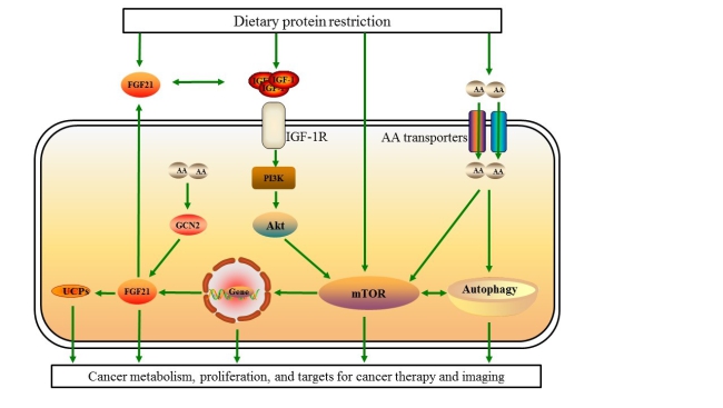 Working model of protein restriction in cancers.jpg