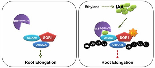 Model for regulation of auxin-mediated ethylene response