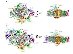 Two forms of the PSI-LHCR supercomplex from C. merolae