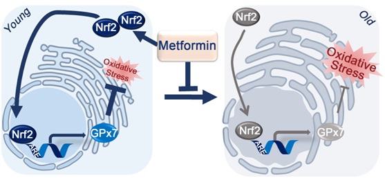 How Metformin Delays Human Cellular Aging