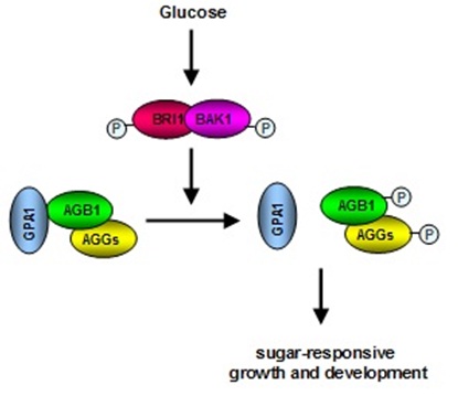 A model of sugar signal pathway mediated by BRI1/ BAK1